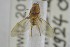  ( - NHMO-ENT-265360)  @11 [ ] CreativeCommons - Attribution Non-Commercial Share-Alike (2019) Unspecified University of Oslo, Natural History Museum