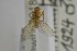  ( - NHMO-ENT-265336)  @11 [ ] CreativeCommons - Attribution Non-Commercial Share-Alike (2019) Unspecified University of Oslo, Natural History Museum
