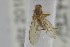  ( - NHMO-ENT-245160)  @11 [ ] CreativeCommons - Attribution Non-Commercial Share-Alike (2019) Unspecified University of Oslo, Natural History Museum