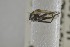  ( - NHMO-ENT-244216)  @11 [ ] CreativeCommons - Attribution Non-Commercial Share-Alike (2019) Unspecified University of Oslo, Natural History Museum