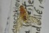  ( - NHMO-ENT-262391)  @11 [ ] CreativeCommons - Attribution Non-Commercial Share-Alike (2019) Unspecified University of Oslo, Natural History Museum