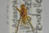  ( - NHMO-ENT-265383)  @11 [ ] CreativeCommons - Attribution Non-Commercial Share-Alike (2019) Unspecified University of Oslo, Natural History Museum