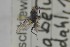 ( - NHMO-ENT-281441)  @11 [ ] CreativeCommons - Attribution Non-Commercial Share-Alike (2019) Unspecified University of Oslo, Natural History Museum