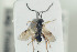  ( - HYMNI1327)  @13 [ ] CreativeCommons - Attribution Non-Commercial Share-Alike (2016) Arnstein Staverlokk Norwegian Institute of Nature Research