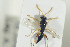  ( - HYMNI1244)  @12 [ ] CreativeCommons - Attribution Non-Commercial Share-Alike (2016) Arnstein Staverlokk Norwegian Institute of Nature Research