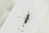  (Plastanoxus - HYMNI1331)  @12 [ ] CreativeCommons - Attribution Non-Commercial Share-Alike (2016) Arnstein Staverlokk Norwegian Institute of Nature Research