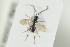  ( - HYMNI1268)  @11 [ ] CreativeCommons - Attribution Non-Commercial Share-Alike (2016) Arnstein Staverlokk Norwegian Institute of Nature Research