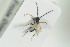  ( - HYMNI1273)  @12 [ ] CreativeCommons - Attribution Non-Commercial Share-Alike (2016) Arnstein Staverlokk Norwegian Institute of Nature Research