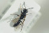  ( - HYMNI1291)  @11 [ ] CreativeCommons - Attribution Non-Commercial Share-Alike (2016) Arnstein Staverlokk Norwegian Institute of Nature Research