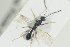  ( - HYMNI1294)  @12 [ ] CreativeCommons - Attribution Non-Commercial Share-Alike (2016) Arnstein Staverlokk Norwegian Institute of Nature Research
