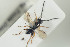  ( - HYMNI1304)  @13 [ ] CreativeCommons - Attribution Non-Commercial Share-Alike (2016) Arnstein Staverlokk Norwegian Institute of Nature Research