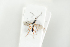  ( - HYMNI2075)  @11 [ ] CreativeCommons - Attribution Non-Commercial Share-Alike (2017) Arnstein Staverlokk Norwegian Institute of Nature Research