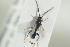 ( - HYMNI1336)  @11 [ ] CreativeCommons - Attribution Non-Commercial Share-Alike (2016) Arnstein Staverlokk Norwegian Institute of Nature Research