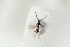  ( - HYMNI2077)  @12 [ ] CreativeCommons - Attribution Non-Commercial Share-Alike (2017) Arnstein Staverlokk Norwegian Institute of Nature Research