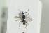  ( - HYMNI1319)  @12 [ ] CreativeCommons - Attribution Non-Commercial Share-Alike (2016) Arnstein Staverlokk Norwegian Institute of Nature Research