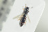  (Bethylus dendrophilus - HYMNI1337)  @12 [ ] CreativeCommons - Attribution Non-Commercial Share-Alike (2016) Arnstein Staverlokk Norwegian Institute of Nature Research
