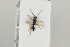  ( - HYMNI803)  @13 [ ] CreativeCommons - Attribution Non-Commercial Share-Alike (2014) Arnstein Staverlokk Norwegian Institute of Nature Research