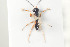  ( - HYMNI982)  @12 [ ] CreativeCommons - Attribution Non-Commercial Share-Alike (2015) Arnstein Staverlokk Norwegian Institute of Nature Research