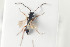  ( - HYMNI987)  @12 [ ] CreativeCommons - Attribution Non-Commercial Share-Alike (2015) Arnstein Staverlokk Norwegian Institute of Nature Research
