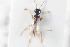  ( - HYMNI989)  @12 [ ] CreativeCommons - Attribution Non-Commercial Share-Alike (2015) Arnstein Staverlokk Norwegian Institute of Nature Research