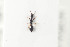  ( - HYMNI998)  @11 [ ] CreativeCommons - Attribution Non-Commercial Share-Alike (2015) Arnstein Staverlokk Norwegian Institute of Nature Research
