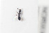  ( - HYMNI1001)  @12 [ ] CreativeCommons - Attribution Non-Commercial Share-Alike (2015) Arnstein Staverlokk Norwegian Institute of Nature Research