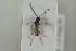  ( - HYMNI1173)  @12 [ ] CreativeCommons - Attribution Non-Commercial Share-Alike (2015) Arnstein Staverlokk Norwegian Institute of Nature Research