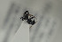  (Camponotus brevis - HYMNI1180)  @12 [ ] CreativeCommons - Attribution Non-Commercial Share-Alike (2015) Arnstein Staverlokk Norwegian Institute of Nature Research