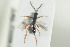  ( - HYMNI1343)  @11 [ ] CreativeCommons - Attribution Non-Commercial Share-Alike (2016) Arnstein Staverlokk Norwegian Institute of Nature Research