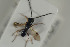  ( - HYMNI1195)  @13 [ ] CreativeCommons - Attribution Non-Commercial Share-Alike (2015) Arnstein Staverlokk Norwegian Institute of Nature Research