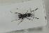  ( - HYMNI1202)  @11 [ ] CreativeCommons - Attribution Non-Commercial Share-Alike (2015) Arnstein Staverlokk Norwegian Institute of Nature Research