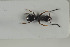  ( - HYMNI1203)  @12 [ ] CreativeCommons - Attribution Non-Commercial Share-Alike (2015) Arnstein Staverlokk Norwegian Institute of Nature Research