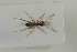  ( - HYMNI1204)  @14 [ ] CreativeCommons - Attribution Non-Commercial Share-Alike (2015) Arnstein Staverlokk Norwegian Institute of Nature Research