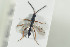  (Exallonyx ligatus - HYMNI1344)  @11 [ ] CreativeCommons - Attribution Non-Commercial Share-Alike (2016) Arnstein Staverlokk Norwegian Institute of Nature Research