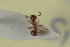  ( - HYMNI1219)  @12 [ ] CreativeCommons - Attribution Non-Commercial Share-Alike (2015) Arnstein Staverlokk Norwegian Institute of Nature Research