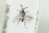  ( - HYMNI1346)  @11 [ ] CreativeCommons - Attribution Non-Commercial Share-Alike (2016) Arnstein Staverlokk Norwegian Institute of Nature Research