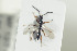  (Exallonyx microcerus - HYMNI1348)  @12 [ ] CreativeCommons - Attribution Non-Commercial Share-Alike (2016) Arnstein Staverlokk Norwegian Institute of Nature Research