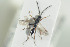  ( - HYMNI1357)  @11 [ ] CreativeCommons - Attribution Non-Commercial Share-Alike (2016) Arnstein Staverlokk Norwegian Institute of Nature Research
