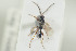  ( - HYMNI1358)  @11 [ ] CreativeCommons - Attribution Non-Commercial Share-Alike (2016) Arnstein Staverlokk Norwegian Institute of Nature Research