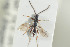  ( - HYMNI1359)  @11 [ ] CreativeCommons - Attribution Non-Commercial Share-Alike (2016) Arnstein Staverlokk Norwegian Institute of Nature Research