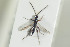  ( - HYMNI1362)  @11 [ ] CreativeCommons - Attribution Non-Commercial Share-Alike (2016) Arnstein Staverlokk Norwegian Institute of Nature Research