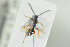  ( - HYMNI1363)  @11 [ ] CreativeCommons - Attribution Non-Commercial Share-Alike (2016) Arnstein Staverlokk Norwegian Institute of Nature Research