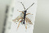  ( - HYMNI1364)  @11 [ ] CreativeCommons - Attribution Non-Commercial Share-Alike (2016) Arnstein Staverlokk Norwegian Institute of Nature Research