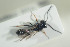  ( - HYMNI1366)  @11 [ ] CreativeCommons - Attribution Non-Commercial Share-Alike (2016) Arnstein Staverlokk Norwegian Institute of Nature Research
