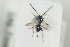  ( - HYMNI1322)  @12 [ ] CreativeCommons - Attribution Non-Commercial Share-Alike (2016) Arnstein Staverlokk Norwegian Institute of Nature Research