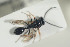  (Helorus anomalipes - HYMNI1367)  @11 [ ] CreativeCommons - Attribution Non-Commercial Share-Alike (2016) Arnstein Staverlokk Norwegian Institute of Nature Research