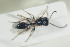  ( - HYMNI1368)  @11 [ ] CreativeCommons - Attribution Non-Commercial Share-Alike (2016) Arnstein Staverlokk Norwegian Institute of Nature Research
