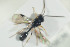  ( - HYMNI1371)  @11 [ ] CreativeCommons - Attribution Non-Commercial Share-Alike (2016) Arnstein Staverlokk Norwegian Institute of Nature Research