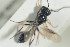  (Helorus striolatus - HYMNI1372)  @11 [ ] CreativeCommons - Attribution Non-Commercial Share-Alike (2016) Arnstein Staverlokk Norwegian Institute of Nature Research