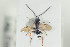  ( - HYMNI1323)  @12 [ ] CreativeCommons - Attribution Non-Commercial Share-Alike (2016) Arnstein Staverlokk Norwegian Institute of Nature Research